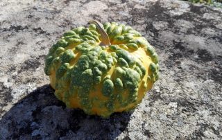 Gastronomía de Mochales: Calabazas