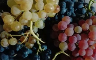 Uvas de Mochales