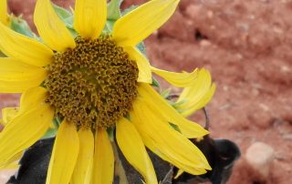 Girasol en Mochales