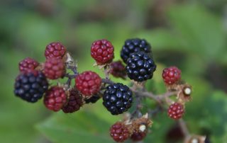 Gastronomía de Mochales: moras silvestres