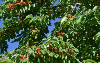 Gastronomía de Mochales: cerezas