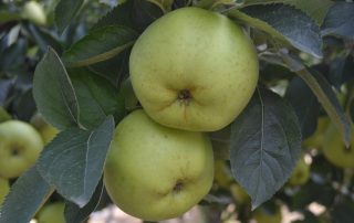 Gastronomía de Mochales: manzana