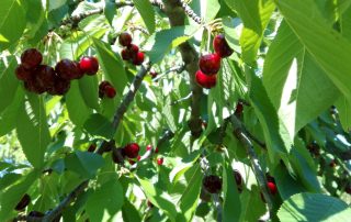 Cerezas de Mochales